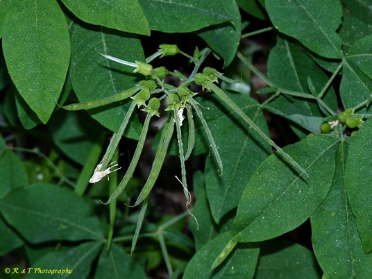 {Thermopsis fraxinifolia}